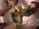 Josué visits with Mario Ferro from the Caribe Hilton to show us how to make a tasty Mango Salad.