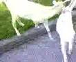やぎ