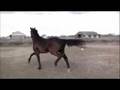 videos de Lovely Lynx Gemma2