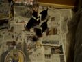 3 1/2 Week old Beagle Puppies