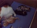 Kittens 2 weeks old Kittens 2 weeks old