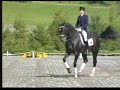 Well developed 2006 registered Dutch Warmblood filly with FEI potential.  With her big gaits, expressive movement, reach and elasticity through the trot, Brandy is already showing a striking resemblance to her sire, CONTANGO, who won his Stallion Performance Test with top positions in both jumping and dressage.  Brandy will be at least 16-2 hh at maturity, and she absolutely exudes presence.  Priced to sell at $19,500.00.  Contact Gateway Farm toll-free (866) 407-6444 for more information.