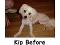 scmrsouthern-comfort-maltese-rescue-2007.html