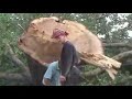 this is the biggest tree i have ever witnessed being cut down and it was great.

my granddad and i helped in the whole thing, but we needed to get some friends who have insurance to fall trees next to roads and what not.

first we got the aec matador and militant into position, climbed the tree and attached the wire ropes around the upper part of the tree (this is not shown in the video)

then using many stihl chainsaws (we had like 6 there in total) a chunk was taken out of the tree.

finally the best bit, the two aec trucks pulled and down came the tree.

the next video will be us clearing up the tree with the militants crane and our fordson major!

t was rotten on the one side and leaning over a lane, so due to health and saftey it had to come down (if it had fallen on a car or someone the farmer would have been liable)