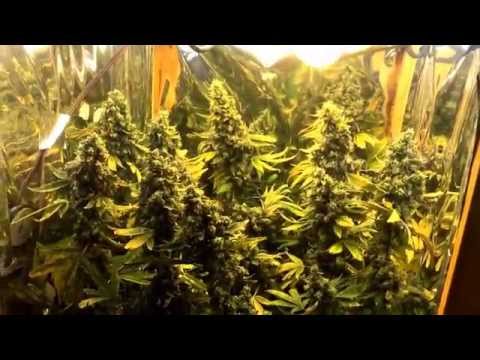 how to grow sour diesel