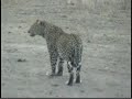 Leopard on Africam