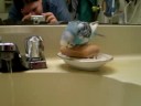 Bird Bath