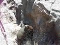 Singing Seals