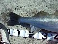 CIMG5255.AVI