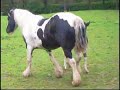 Burty's 1st Time In Field. Friesian x Vanner / Gypys Foal. Burty's 1st Time In Field. Friesian x Vanner / Gypys Foal.