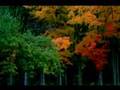 FLORA--USA Fall Colors