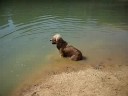 American cocker spaniel banyant-se (bathing)