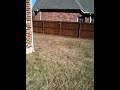 Sumo the Shiba Inu hangs out with Flash the Greyhound