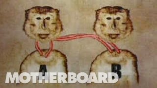 サルからサルへ脳移植。人間に応用されつつある手術の歩みを元第一人者が語る 1/2
