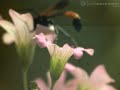 Close up of the creepy crawly on the flower in slow motion.