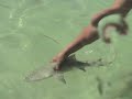 Brads scuba cam, shark lab