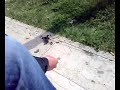 Passerotto scherza un piccione Passerotto scherza un piccione