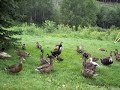 feeding ducks cheese doodles feeding ducks cheese doodles