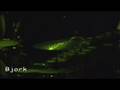 Bjork - Coachella Festival 2007 (Joga)