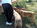 RedNose Pit Bulls