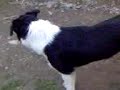 CaserioDelOri Border collie