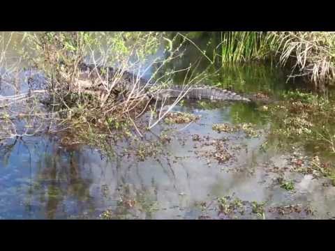 Alligator @ Everglades National Park in Florida,USA.#3