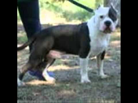 american pitbull