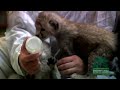 Cheetah Cubs Introduced Cheetah Cubs Introduced