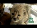 videos de Cheetah Cubs Introduced