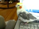 Brady is a naughty bird