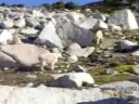 Mountain Goat Invasion