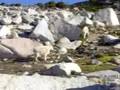 Mountain Goat Invasion