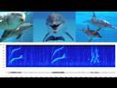 Dolphin Speak! ... A Sequel! Dolphin Speak! ... A Sequel!