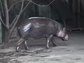 Dierentuin Diergaarde Blijdorp RotterdamII zonder geluid Dierentuin Diergaarde Blijdorp RotterdamII zonder geluid