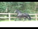 Friesian Horses