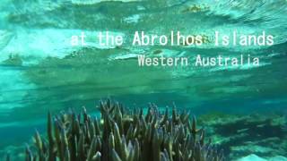 snorkel the Abrolhos
