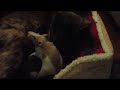 Annyong the cat loves on some rats Annyong the cat loves on some rats