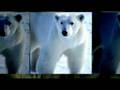 videos de Endangered Species