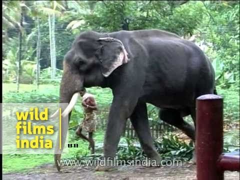 how to train elephants