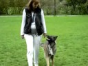 Bakdelsförflyttning/ How to get your dog to work it´s behind