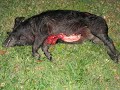Skinning gutting a wild hog. Ocala Skinning gutting a wild hog. Ocala