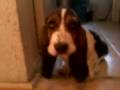2009-01-06 | basset hound breskha y el chiLe ~> (02:16)