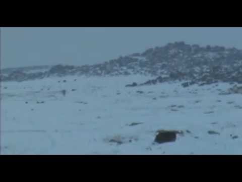Kurt vs Kangal - Kayseri/Hörmetçi de yalnız bir kurt ve onu gözetleyen bir kangal.