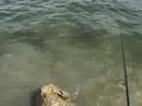 Castaic Lake, Bass Fishing Castaic Lake, Bass Fishing