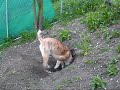 He bites....