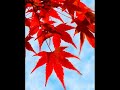 The Story of Fall ?????