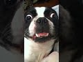 Click here to watch this video Bruschi Breathing
