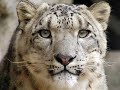 BIG Cats slideshow - \"Bungle in the Jungle\" Jethro Tull BIG Cats slideshow - \"Bungle in the Jungle\" Jethro Tull