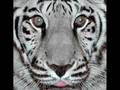 BIG Cats slideshow - Bungle in the Jungle Jethro Tull