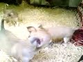 hahahah i miei cagnolini 2